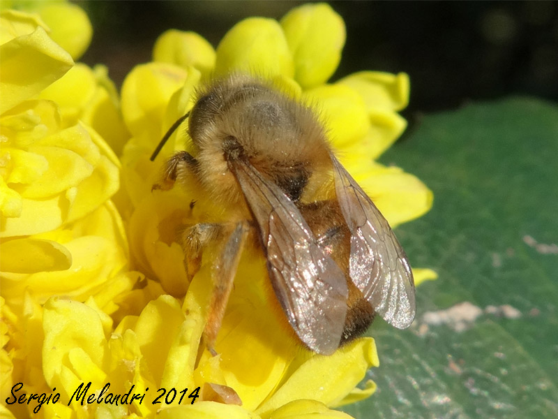 Osmia rufa, femmina